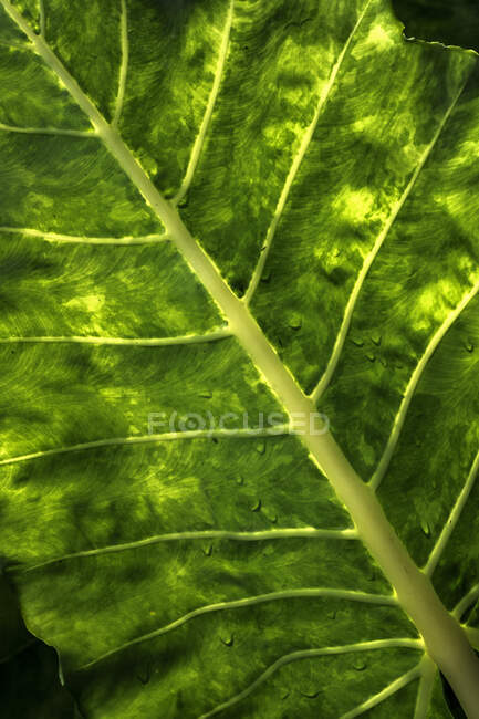 Primer plano de las hojas verdes de Taro - foto de stock