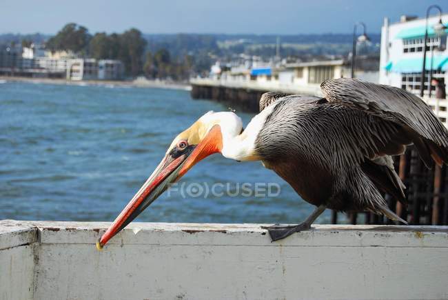 Majestoso e belo pelicano na vida selvagem — Fotografia de Stock