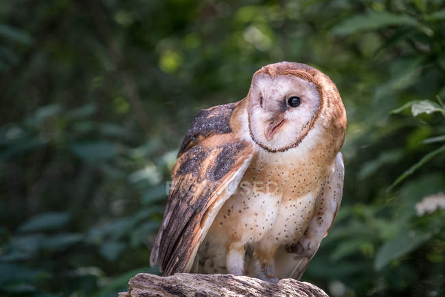 Closeup Portrait of a Barn Owl, blurred background — Stock Photo