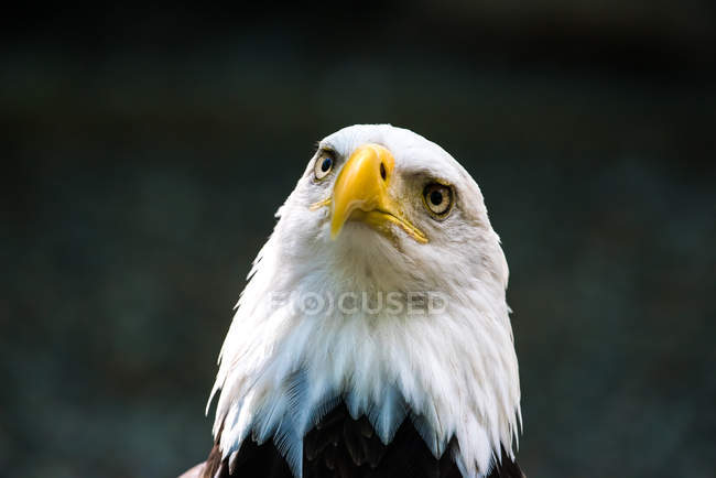 Portrait of a Bald Eagle, against blurred background — Stock Photo