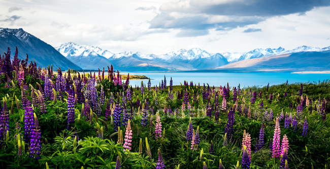 Vista panorámica de flores silvestres por el lago Tekapo, Canterbury, Nueva Zelanda - foto de stock