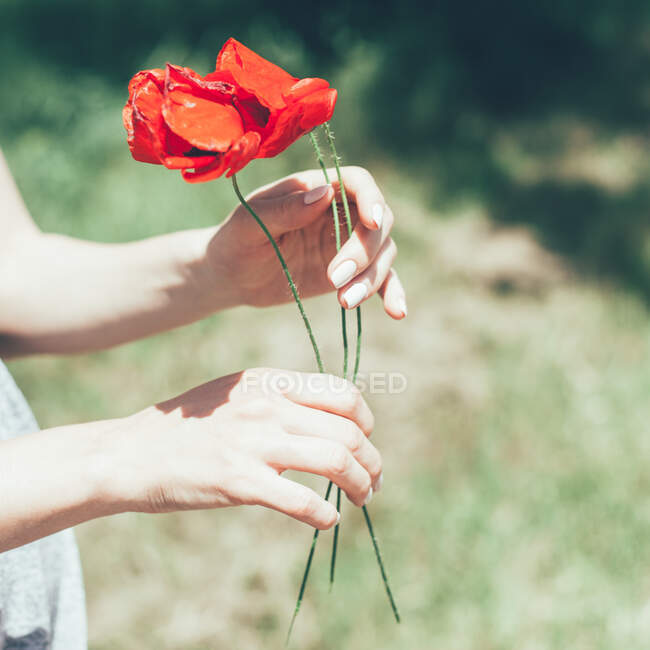 Cropped shot of Woman holding poppies — Stock Photo