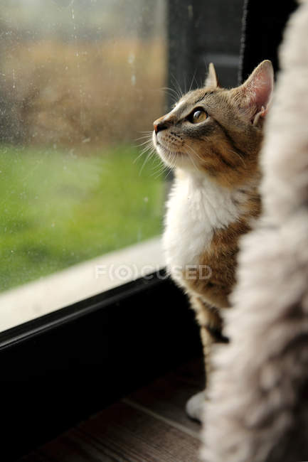 Gato olhando para fora de uma janela, vista close-up — Fotografia de Stock