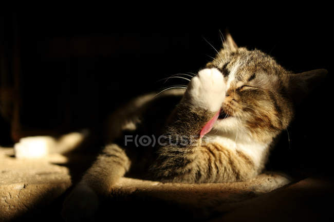 Patte léchage chat sur fond sombre — Photo de stock