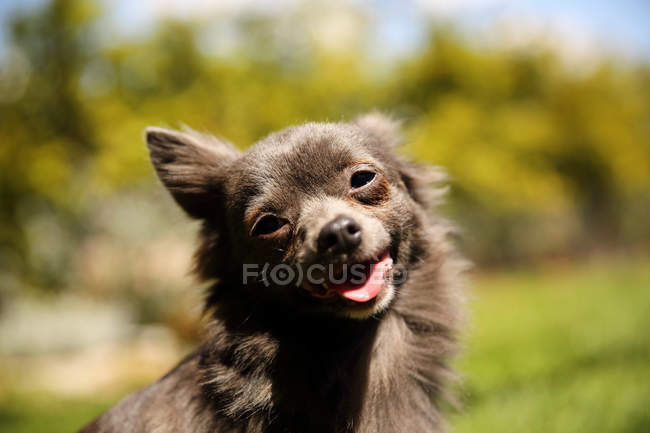 Retrato de un perro chihuahua sobre fondo borroso - foto de stock