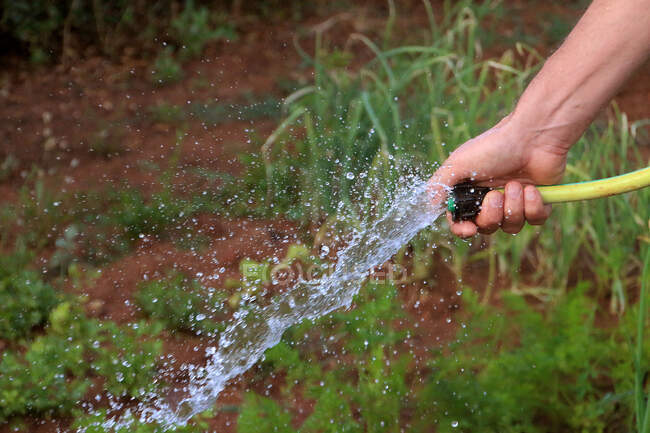 Man watering vegetable garden — Stock Photo