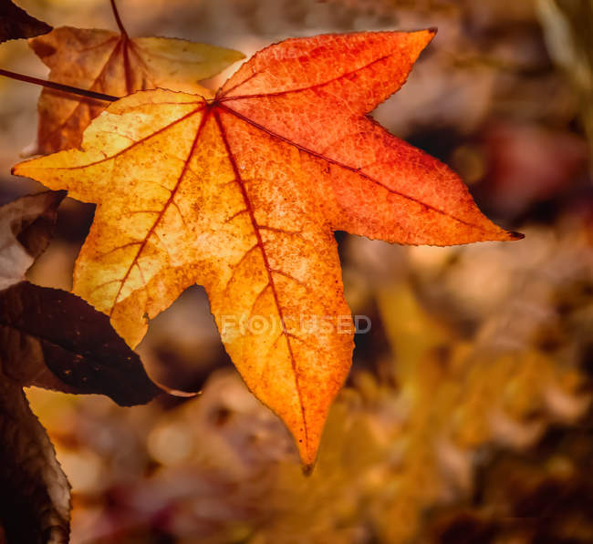 Close-up of an autumn leaf in a vineyard, Mount Helena, Western Australia, Australia — Stock Photo