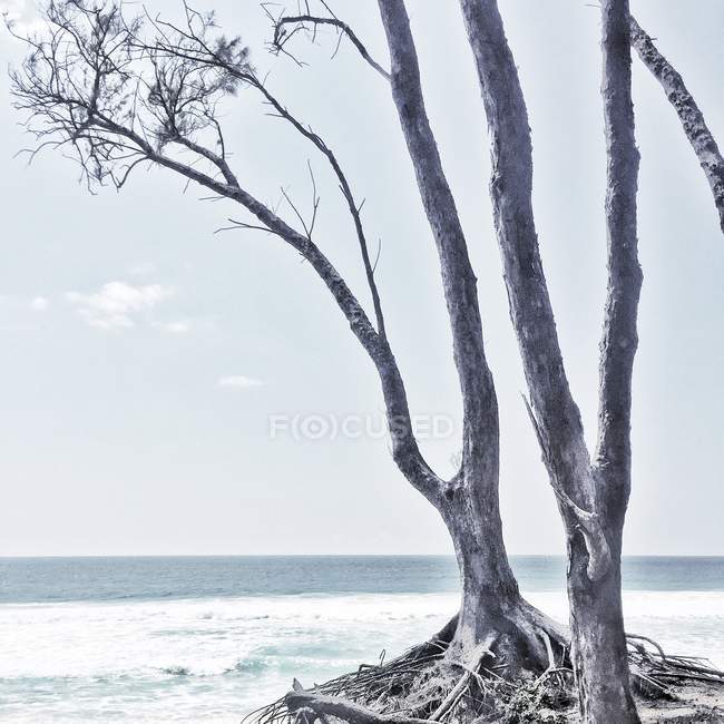 Vue panoramique sur l'arbre mort près de l'océan, Sodwana, KwaZulu Natal, Afrique du Sud — Photo de stock