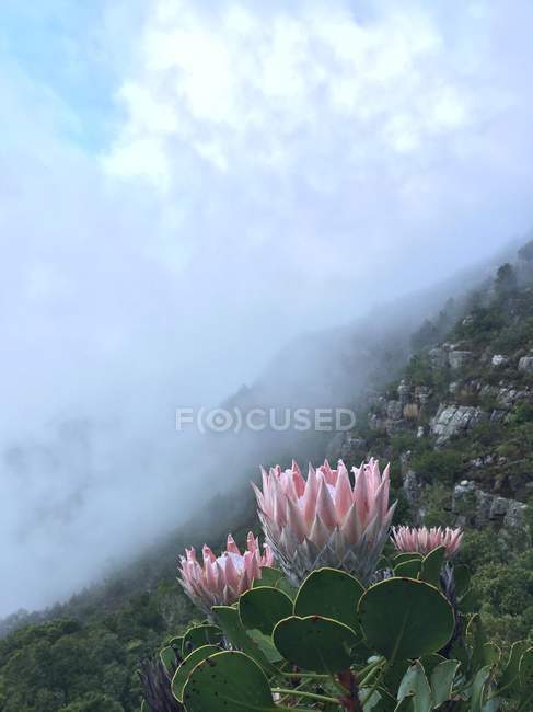 Vista panorámica de Pink Protea Flower, Sudáfrica - foto de stock