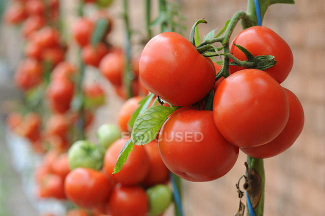 Vista de cerca de sabrosas plantas de tomate - foto de stock