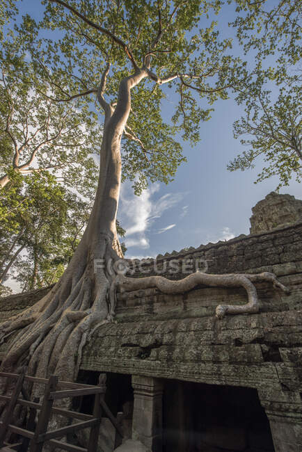 Tree root growing at Ta Prohm temple, Angkor Wat, Siem Reap, Cambodia — Stock Photo