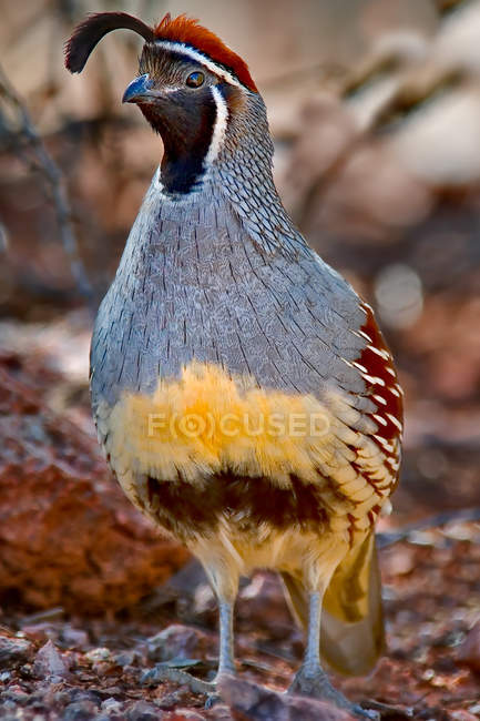 Gambels Quail colorful bird closeup — Stock Photo