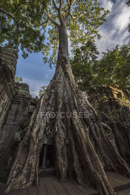 Корень дерева растет в храме Та Прома, Ангкор-Ват, Сием-Рип, Камбоджа — стоковое фото