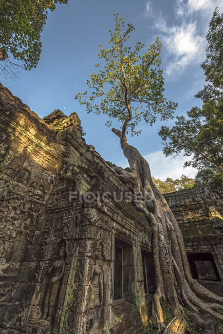 Raiz de árvore crescendo no templo Ta Prohm, Angkor Wat, Siem Reap, Camboja — Fotografia de Stock