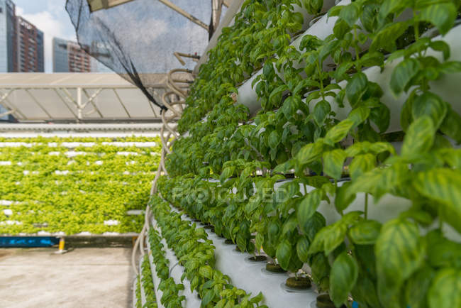 Сучасні технології вертикальні сільськогосподарського в Сінгапурі — стокове фото