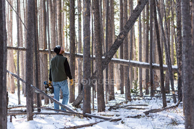 Uomo che cammina nella foresta con la motosega alzando lo sguardo — Foto stock