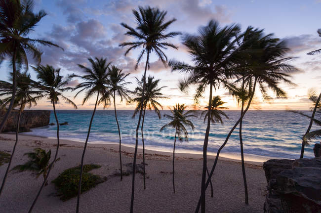Vista panorâmica de palmeiras na praia ao nascer do sol, Barbados — Fotografia de Stock