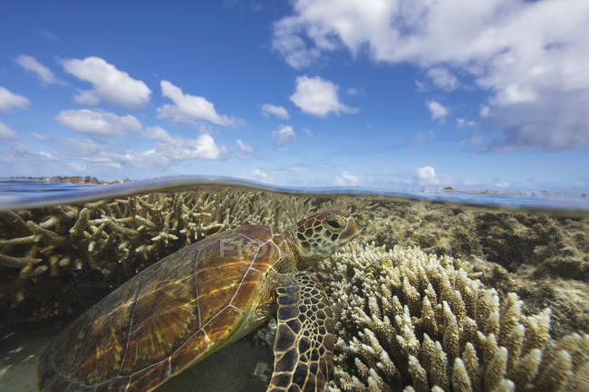 Tortue de mer verte nageant au-dessus d'un récif corallien — Photo de stock