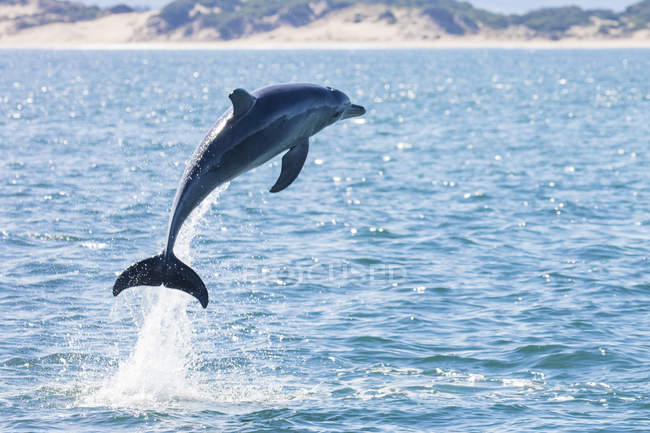 Dolphin leaping out of the ocean, Tasmania, Australia — Stock Photo
