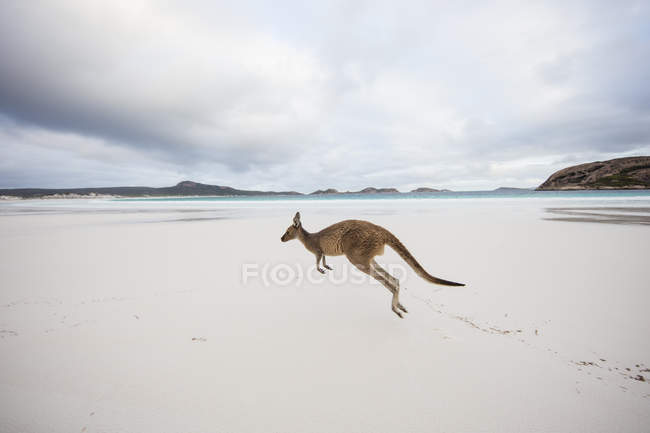 Canguro che salta sulla spiaggia, Lucky Bay, Esperance, Australia Occidentale, Australia — Foto stock