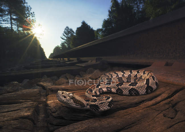 Wild timber rattlesnake on train tacks at sunrise — Stock Photo