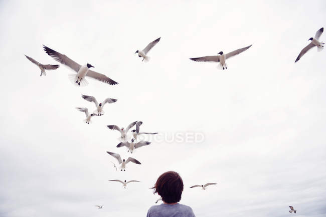 Boy looking up at seagulls flying over him, South Padre Island, Texas, America, USA — Stock Photo