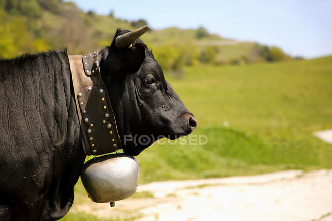 Retrato de una vaca con una campana, Suiza - foto de stock