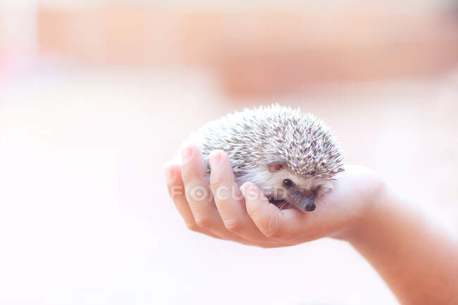 Girl holding a hedgehog in the palm of her hand — Stock Photo