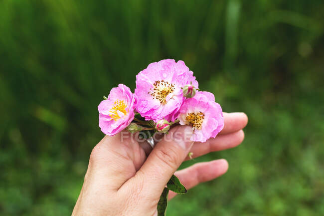Main de femme tenant des fleurs roses — Photo de stock