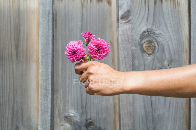 Die Hand einer Frau hält rosa Blumen gegen einen Holzzaun — Stockfoto