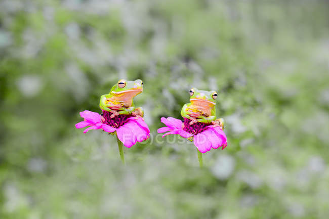 Due rane sedute su fiori rosa, fuoco selettivo — Foto stock