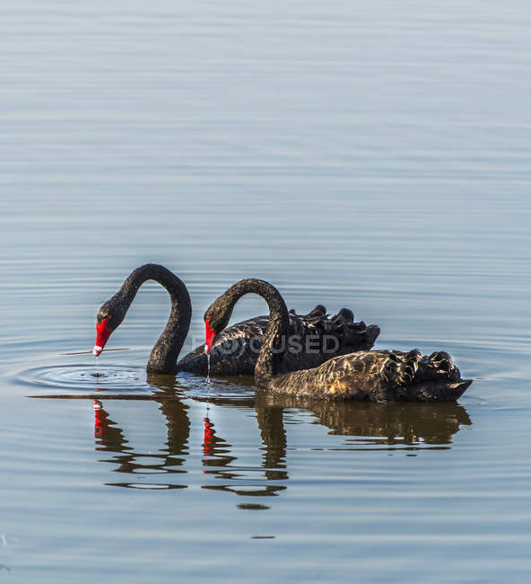 Dos cisnes negros en un lago, Australia - foto de stock
