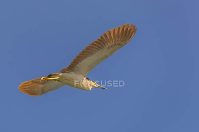 Nankeen héron de nuit en vol au ciel bleu — Photo de stock