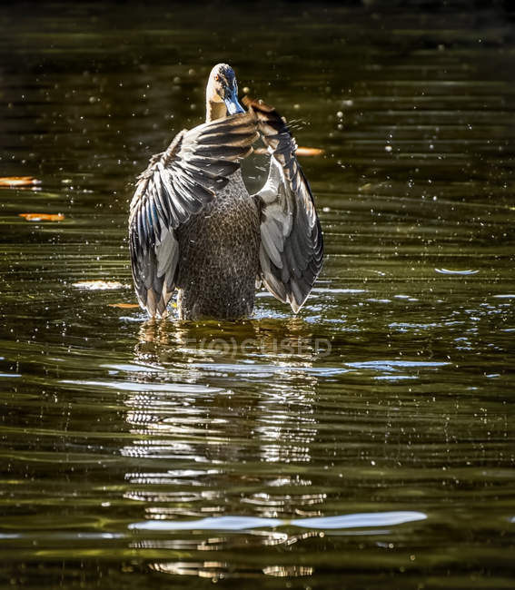 Vue rapprochée du canard se baignant dans un lac — Photo de stock
