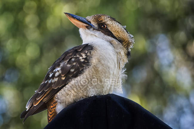Close-up de um pássaro Kookaburra, contra fundo desfocado — Fotografia de Stock