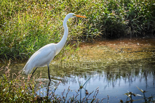 O Pequeno Egret caminhando em um lago — Fotografia de Stock