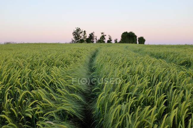 Scenic view of Green barley fields, Niort, France — Stock Photo