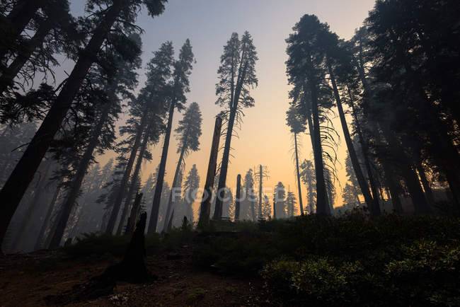 Parc national Kings Canyon après un incendie de forêt, Hume, Californie, Amérique, États-Unis — Photo de stock
