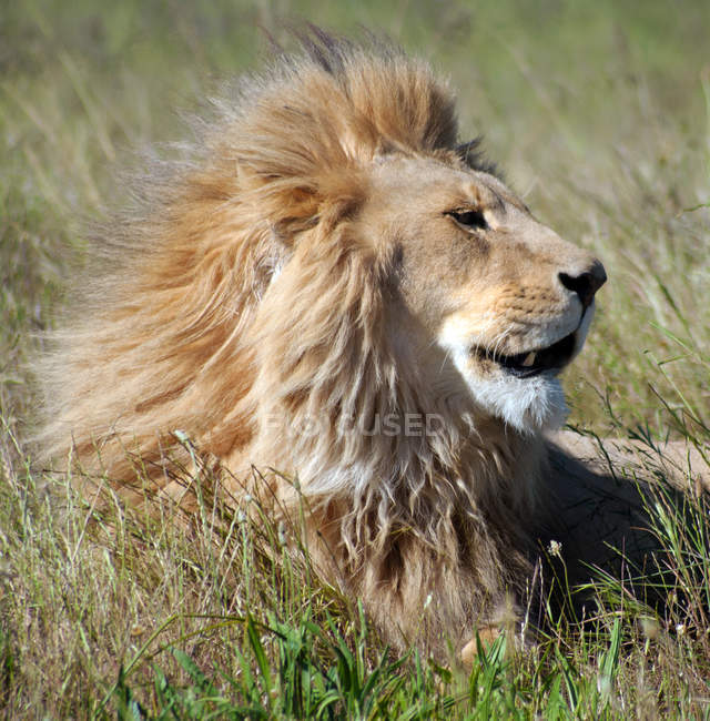 Ritratto di maestosa testa di leone maschio — Foto stock