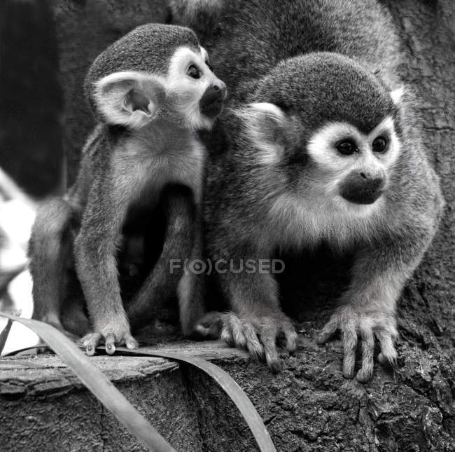 Deux singes écureuils avec nourrisson, Knysna, Western Cape, Afrique du Sud — Photo de stock