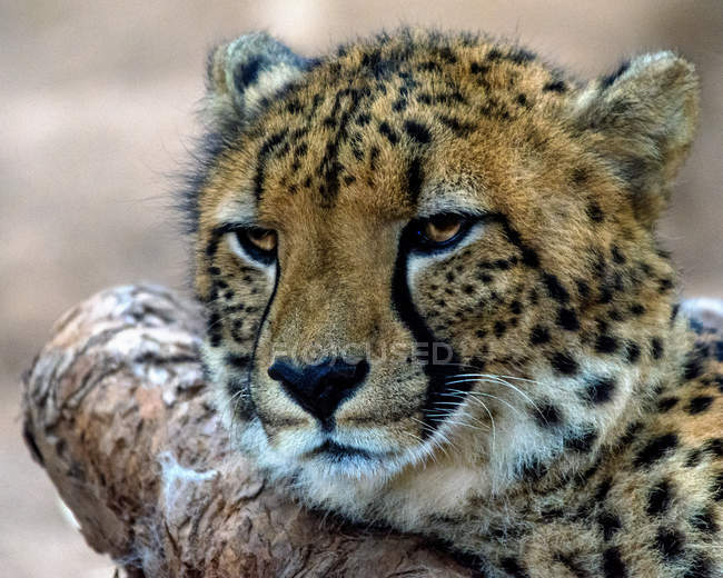 Closeup portrait of majestic cheetah in wild nature — Stock Photo