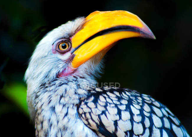 Amarelo faturado Hornbill contra fundo desfocado — Fotografia de Stock