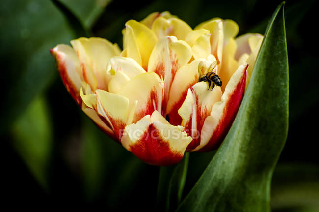 Пчела на тюльпане на размытом фоне — стоковое фото