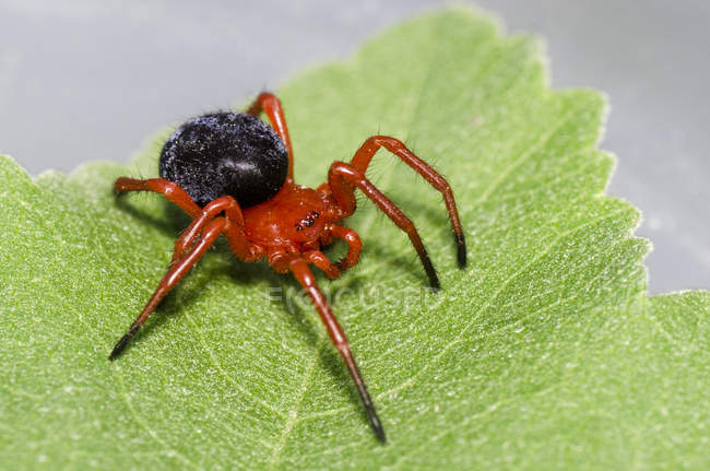 Вигляд крупним планом павука на аркуші, вибіркового фокусування — стокове фото