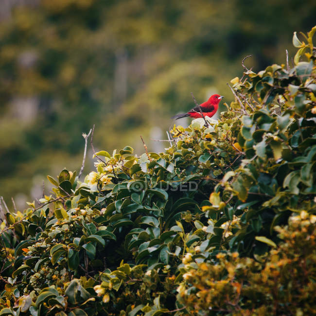Livro vermelho em um arbusto, contra fundo borrado — Fotografia de Stock