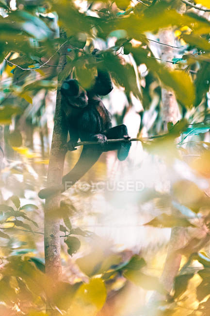 Обезьяна в дереве, Рио-де-Жанейро, Бразилия — стоковое фото