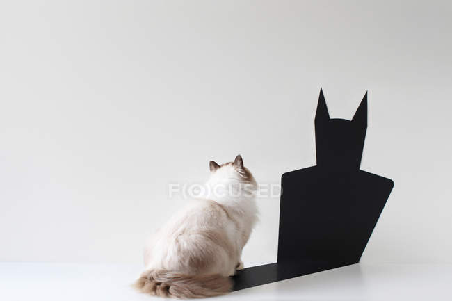 Conceptual ragdoll cat looking at bat shadow, rear view — Stock Photo