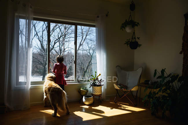 Girl and her golden retriever dog looking through a window — стокове фото