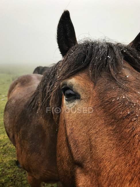 Gros plan d'un cheval sous la pluie, Exmoor National Park, Dorset, Angleterre, Royaume-Uni — Photo de stock