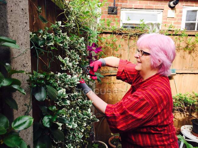 Старшая женщина с розовыми волосами садоводства — стоковое фото